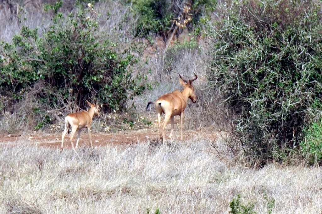 Kenia (345).jpg